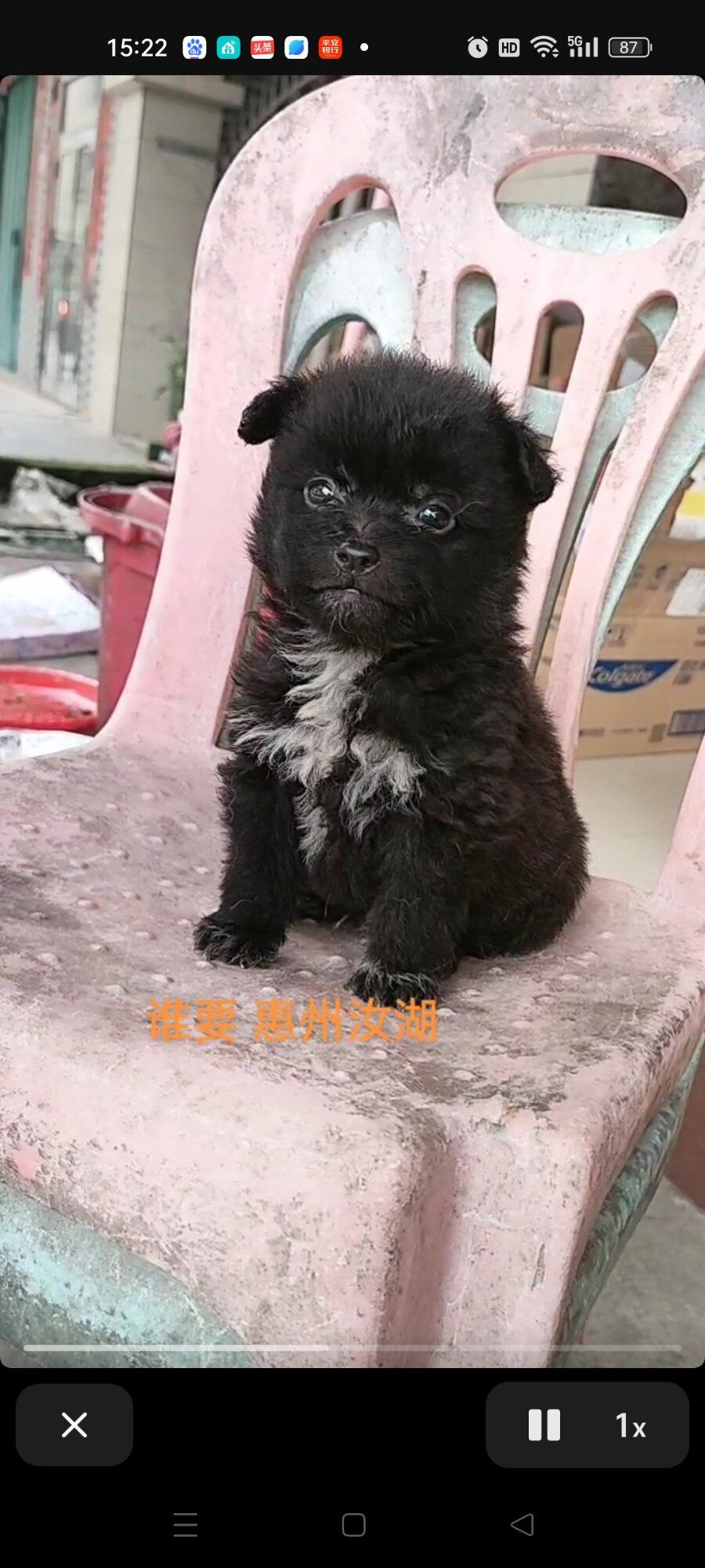 小黑公狗喜欢的来领养。