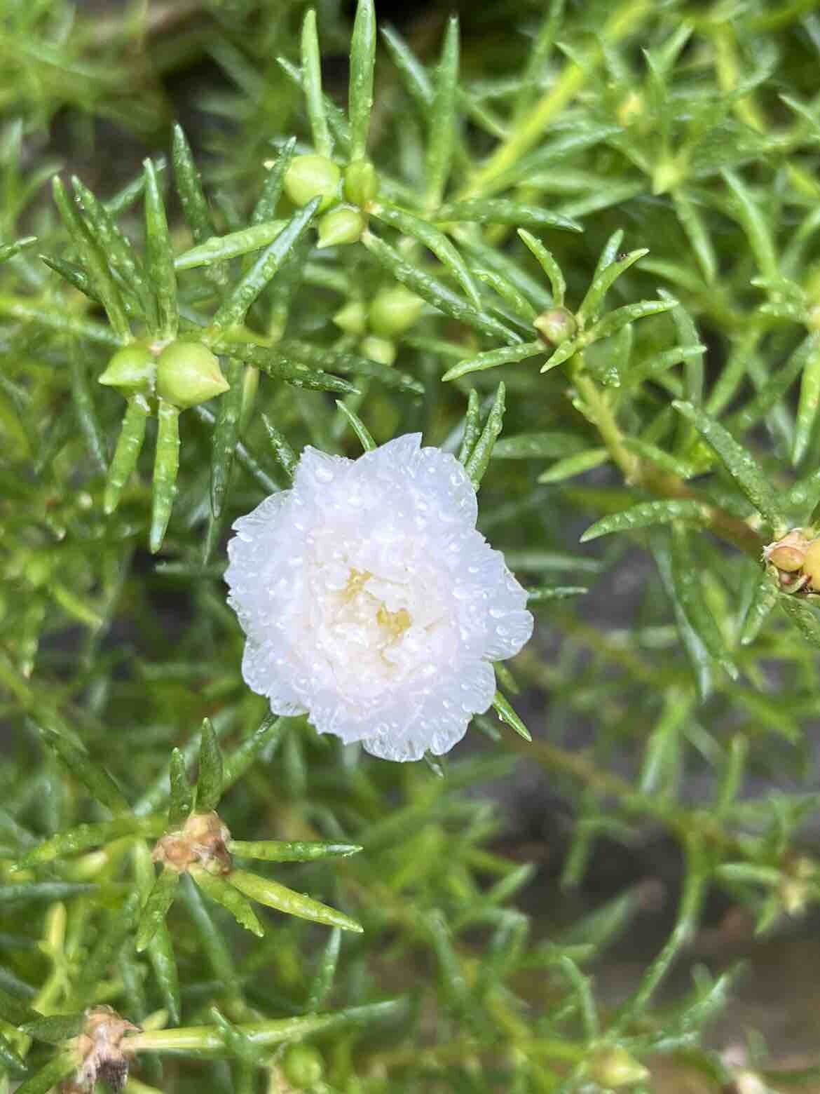 太阳花