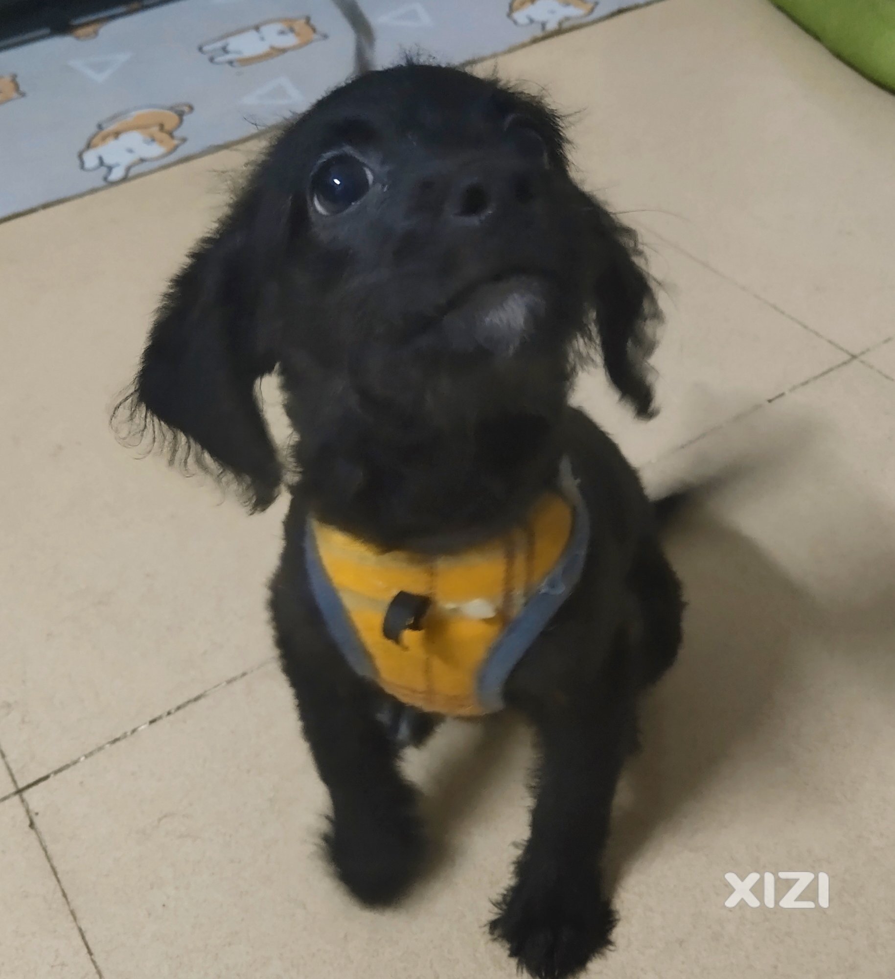 领养小狗狗