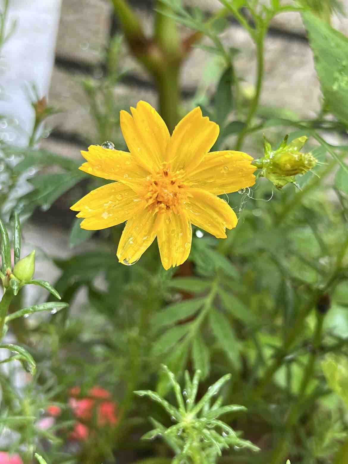 雨中花