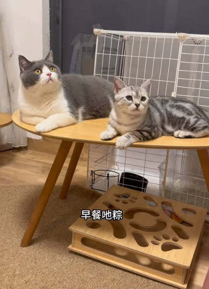 吃节后，你们家还有多少粽子