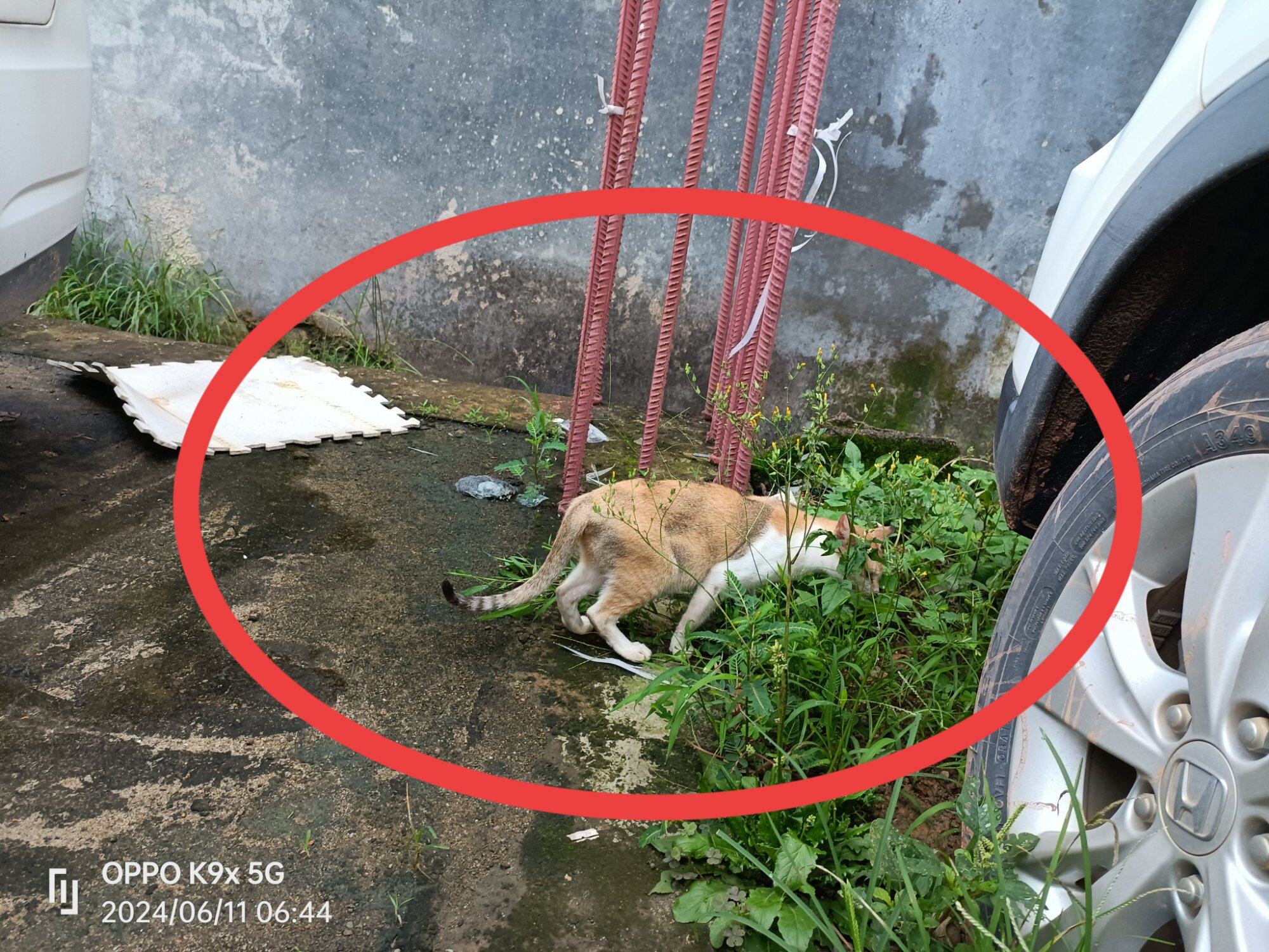 猫为什么？啃青草食