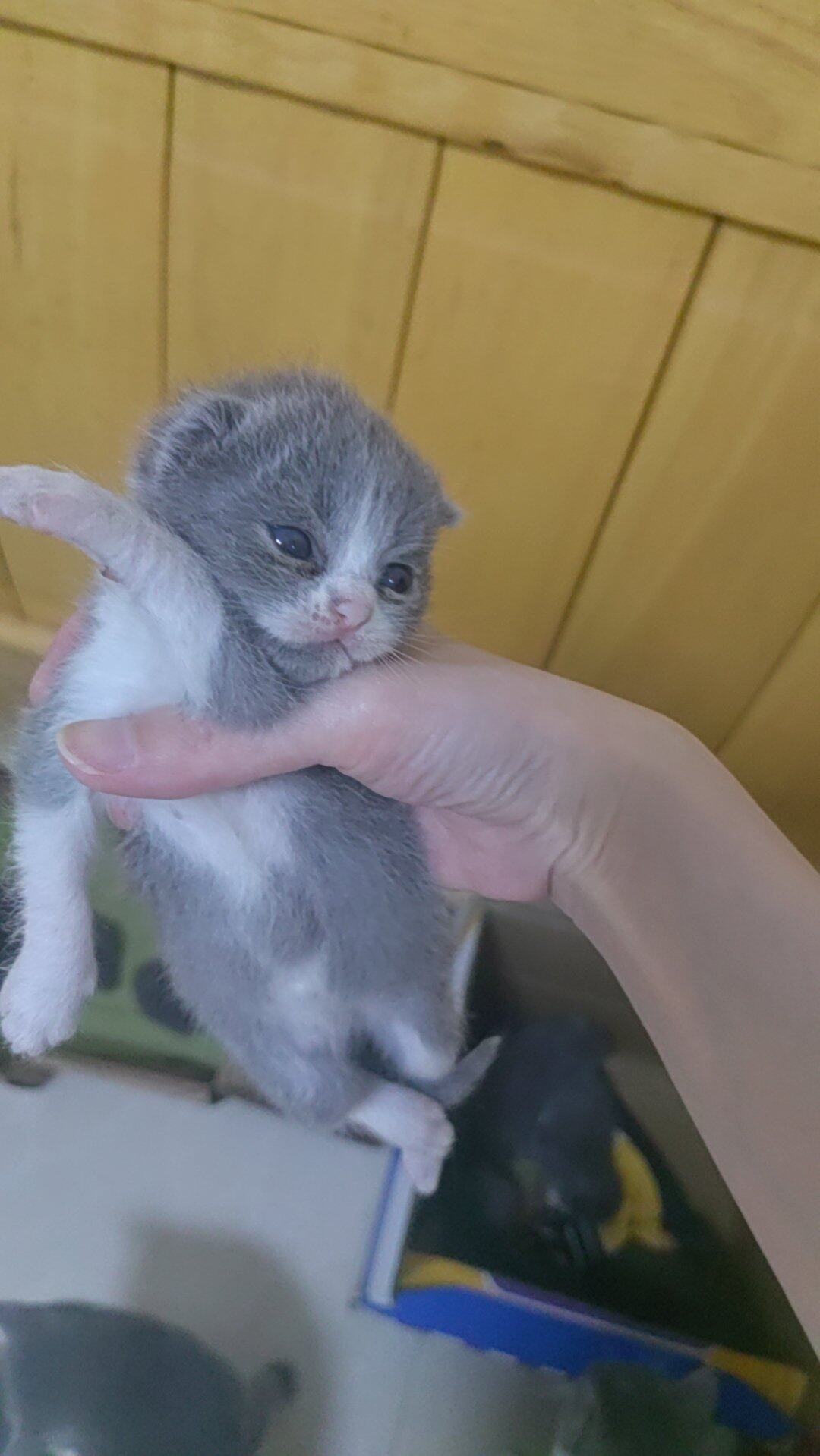 自家家养猫咪生的一窝