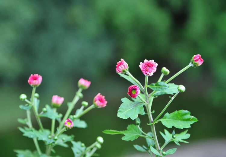 夏菊