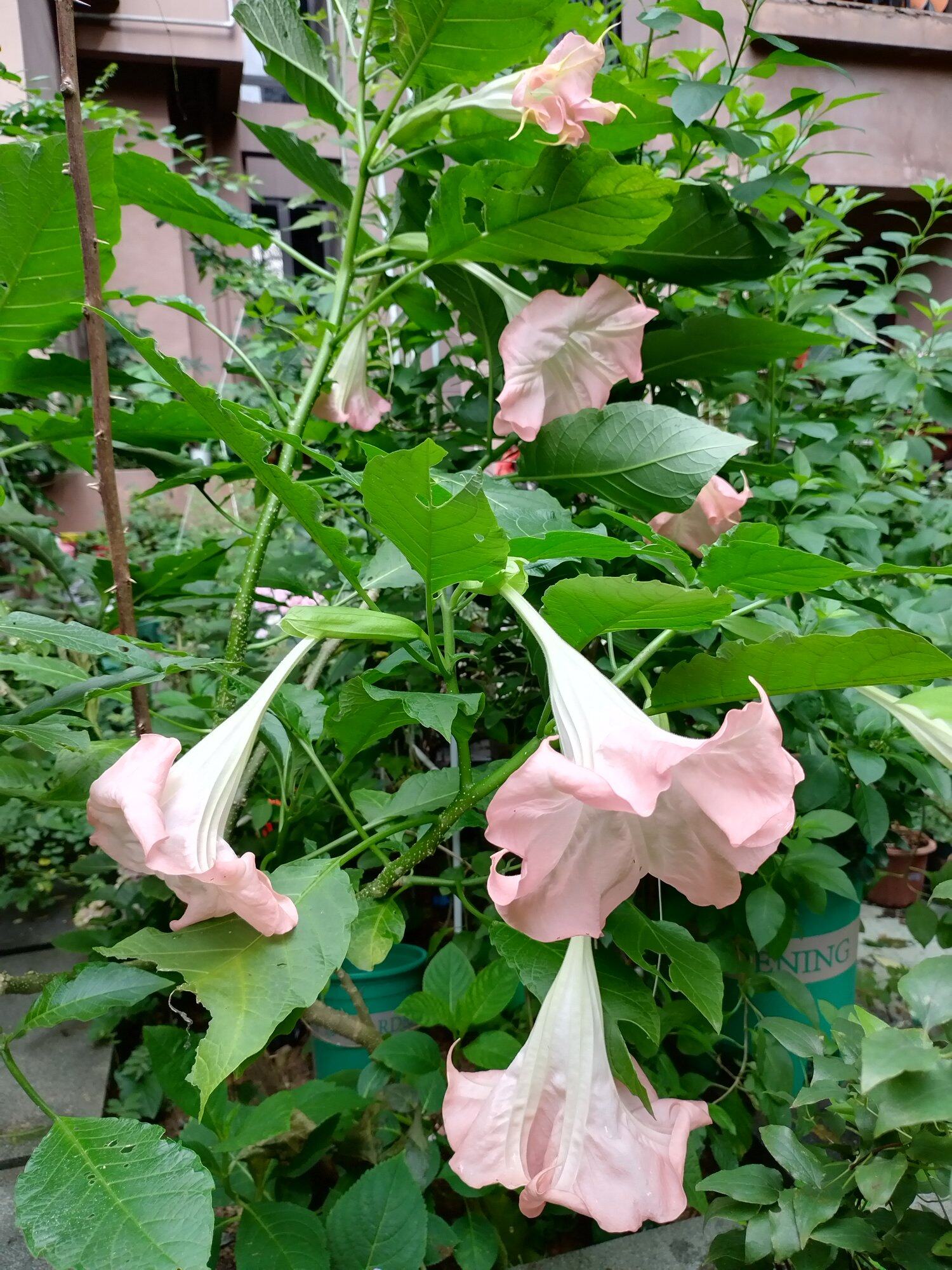 爆花的曼陀罗