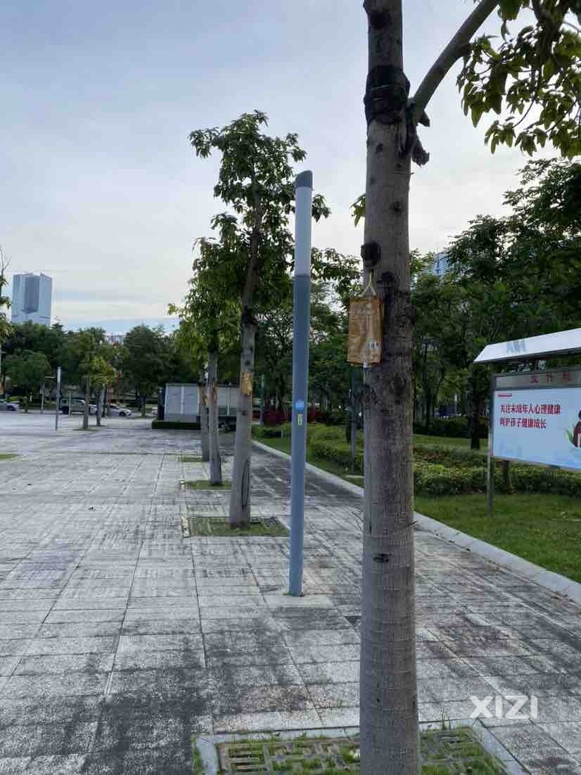 第一次见给树木打营养针的，是比施肥好吗