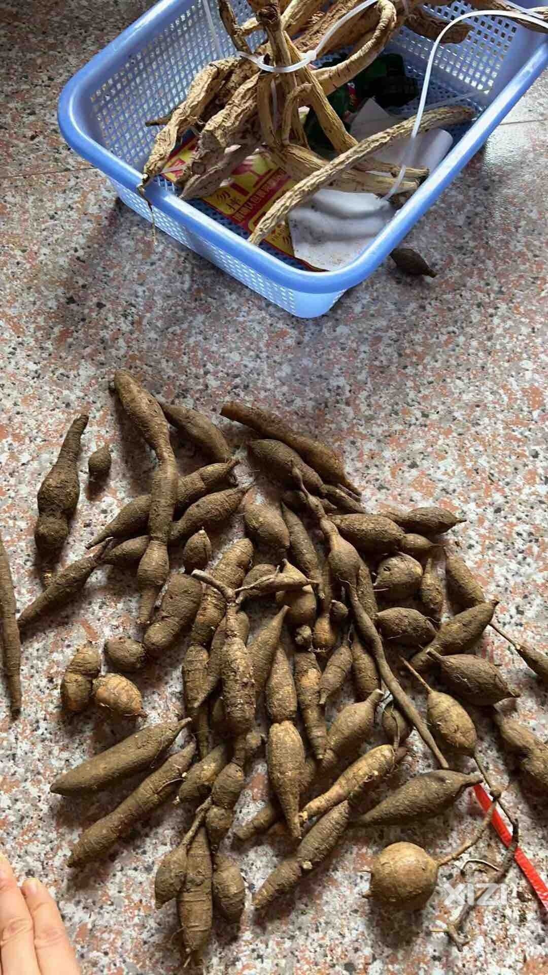 顶级的广东煲汤药材，