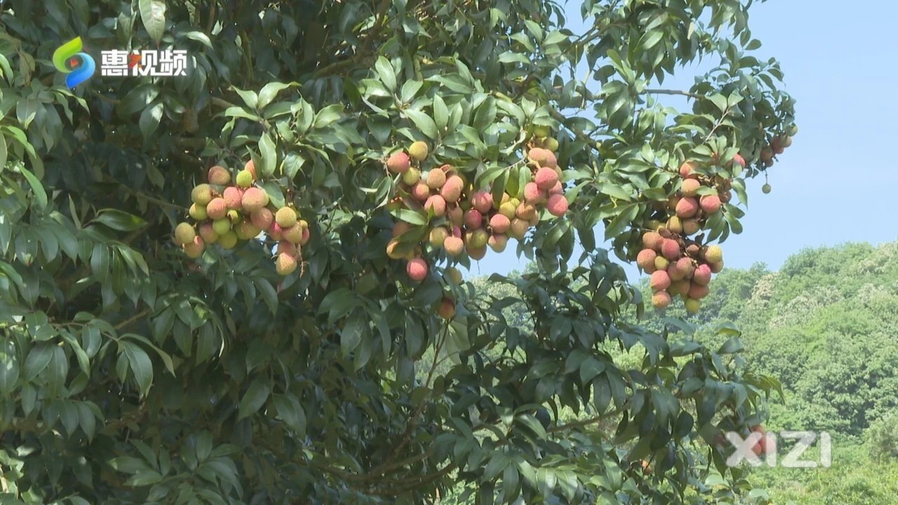镇隆荔枝销售进入尾声 糯米糍每斤降至130元