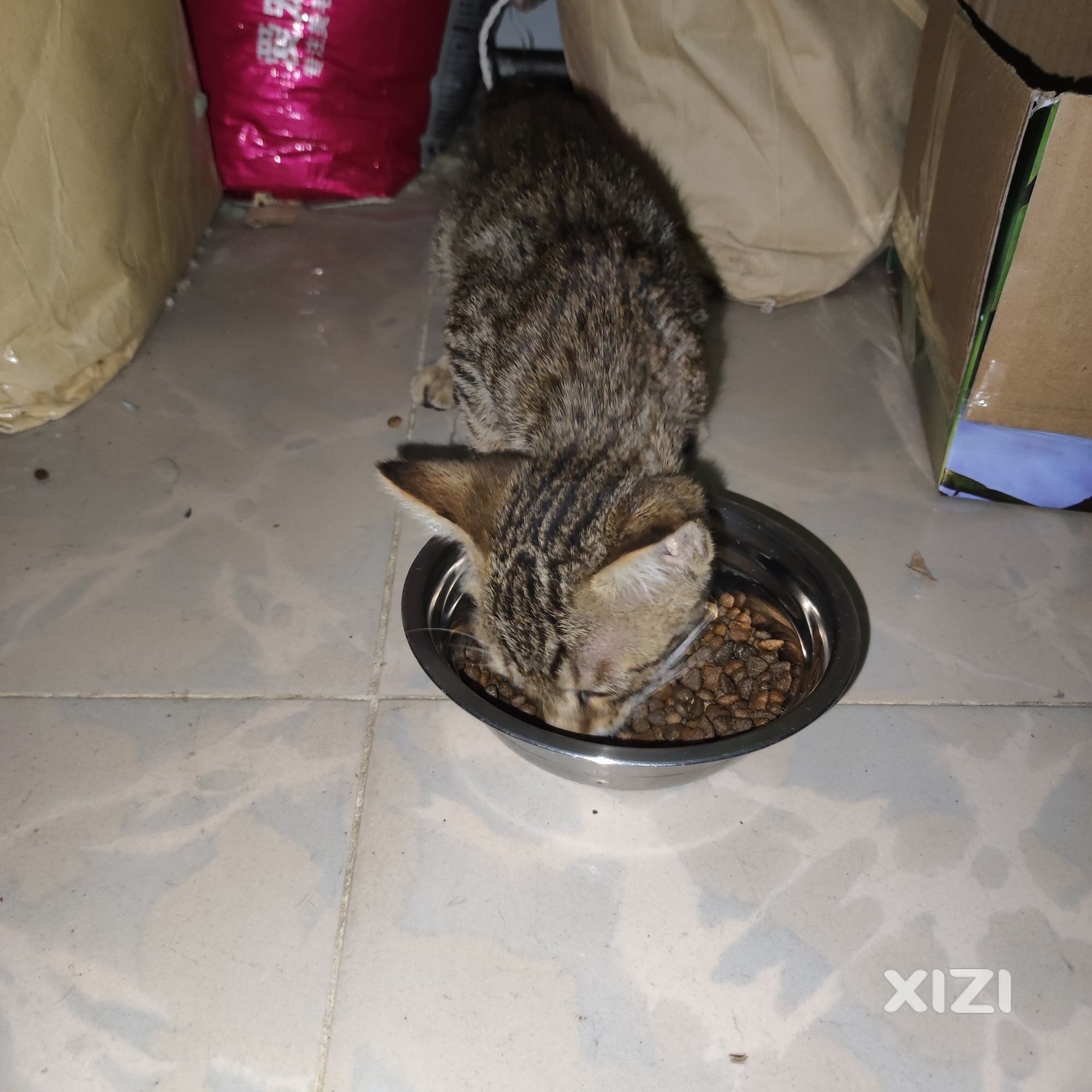 小狸花猫免费领养