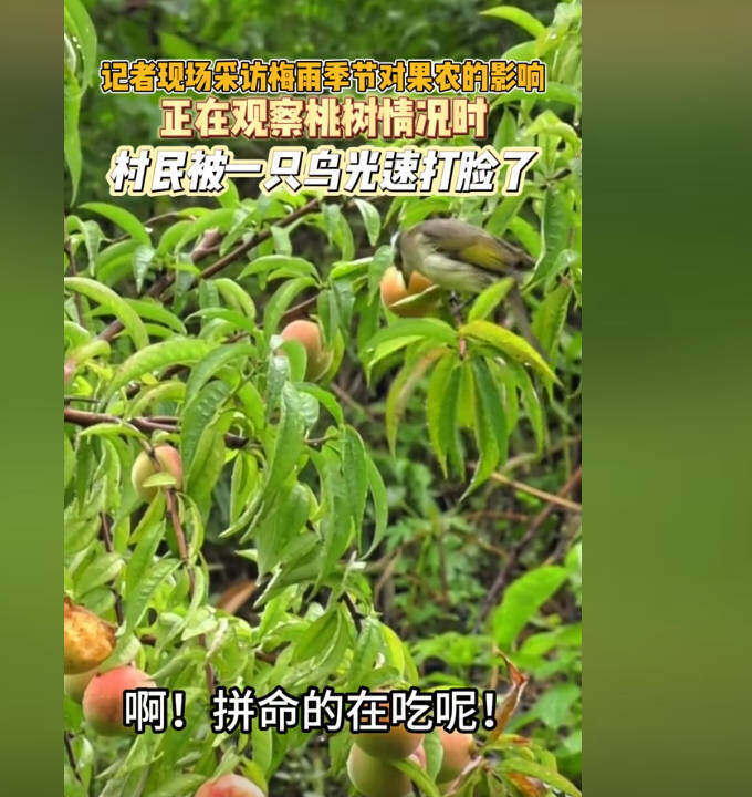 被鸟打脸