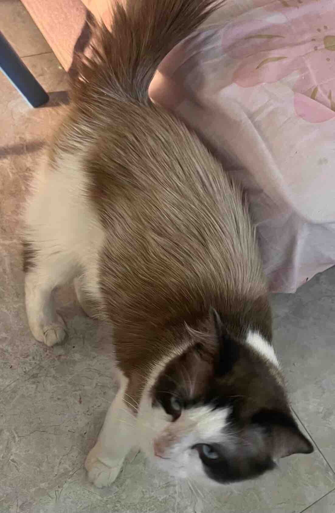 布偶猫找新家