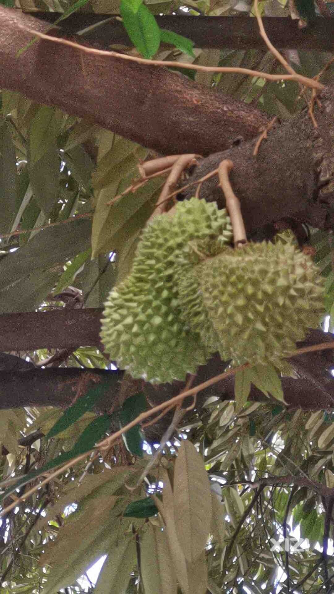 我以为像花生一样，原