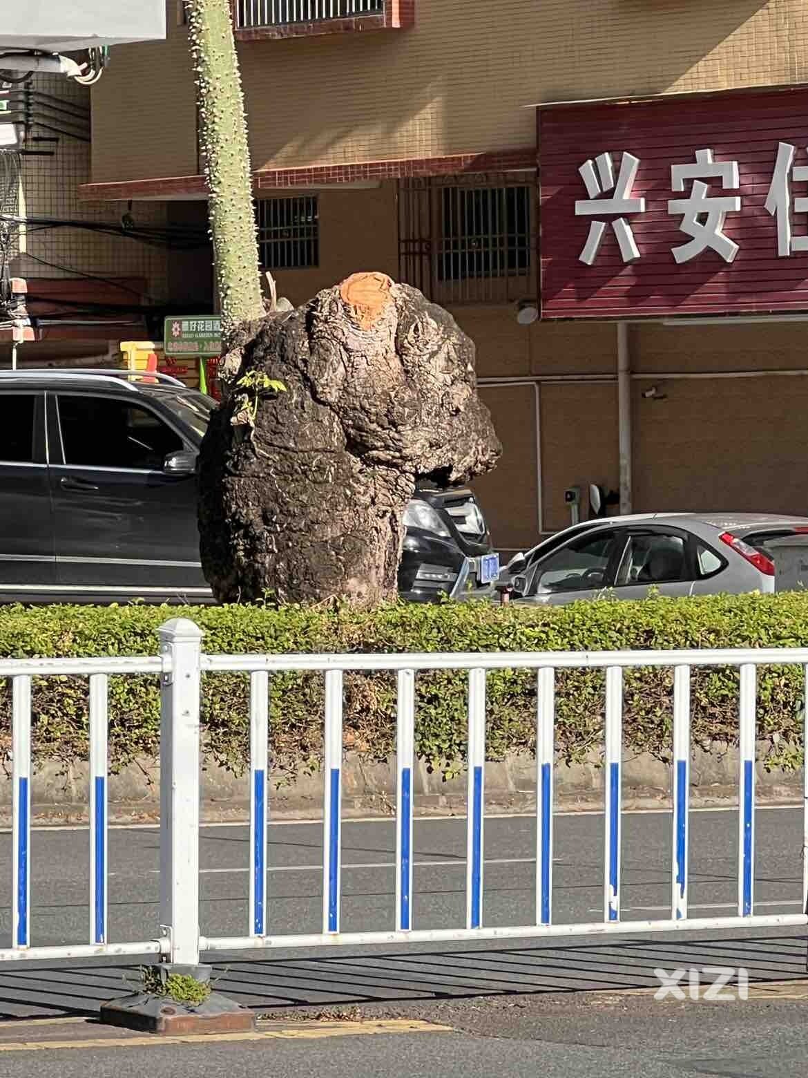 象一头狮子一样哈