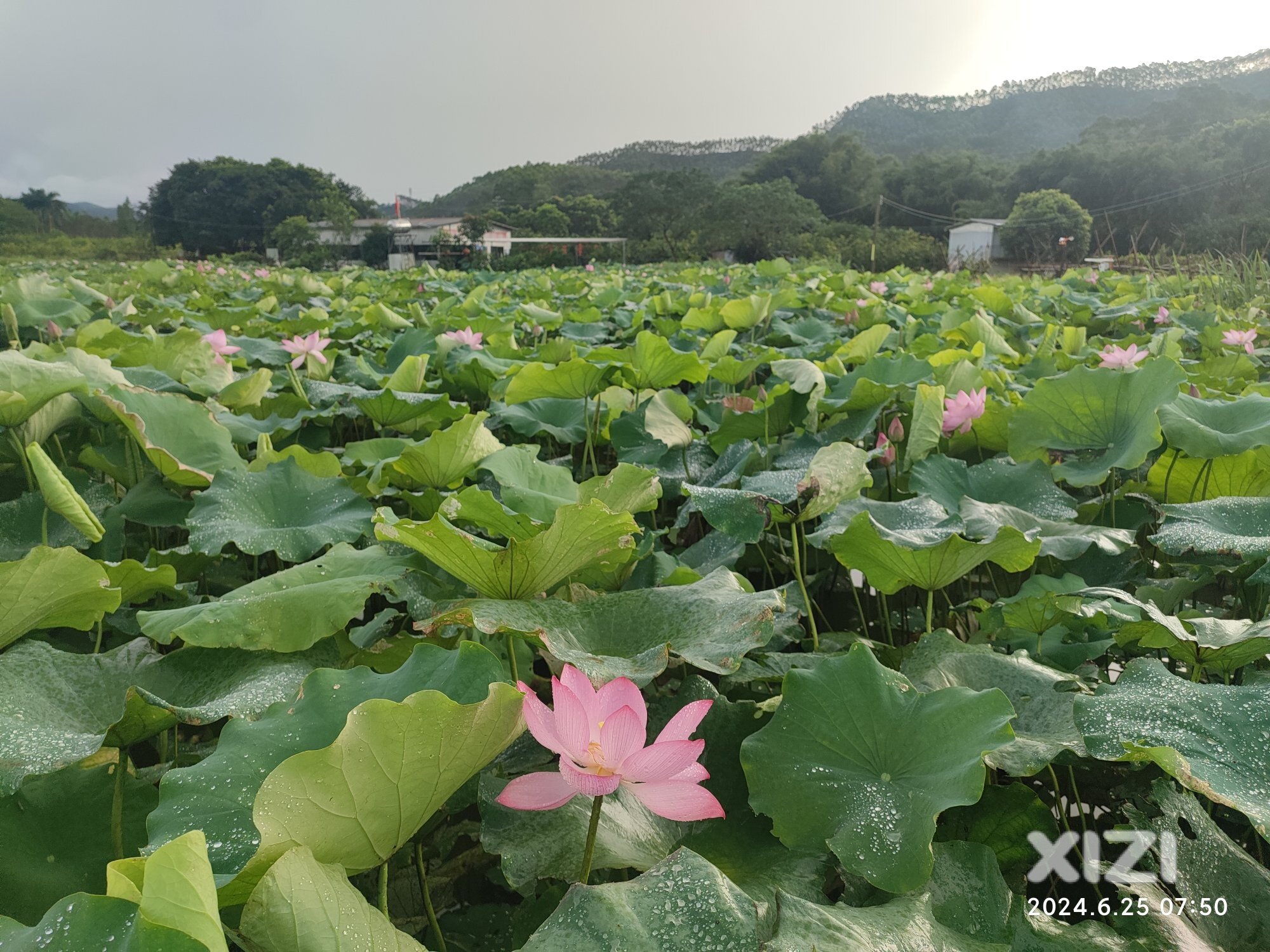 超美！距市区20公里有一片荷花世界