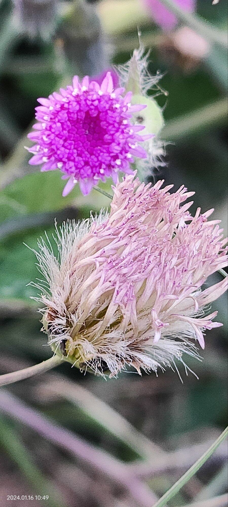 非奇花异草、路边常见