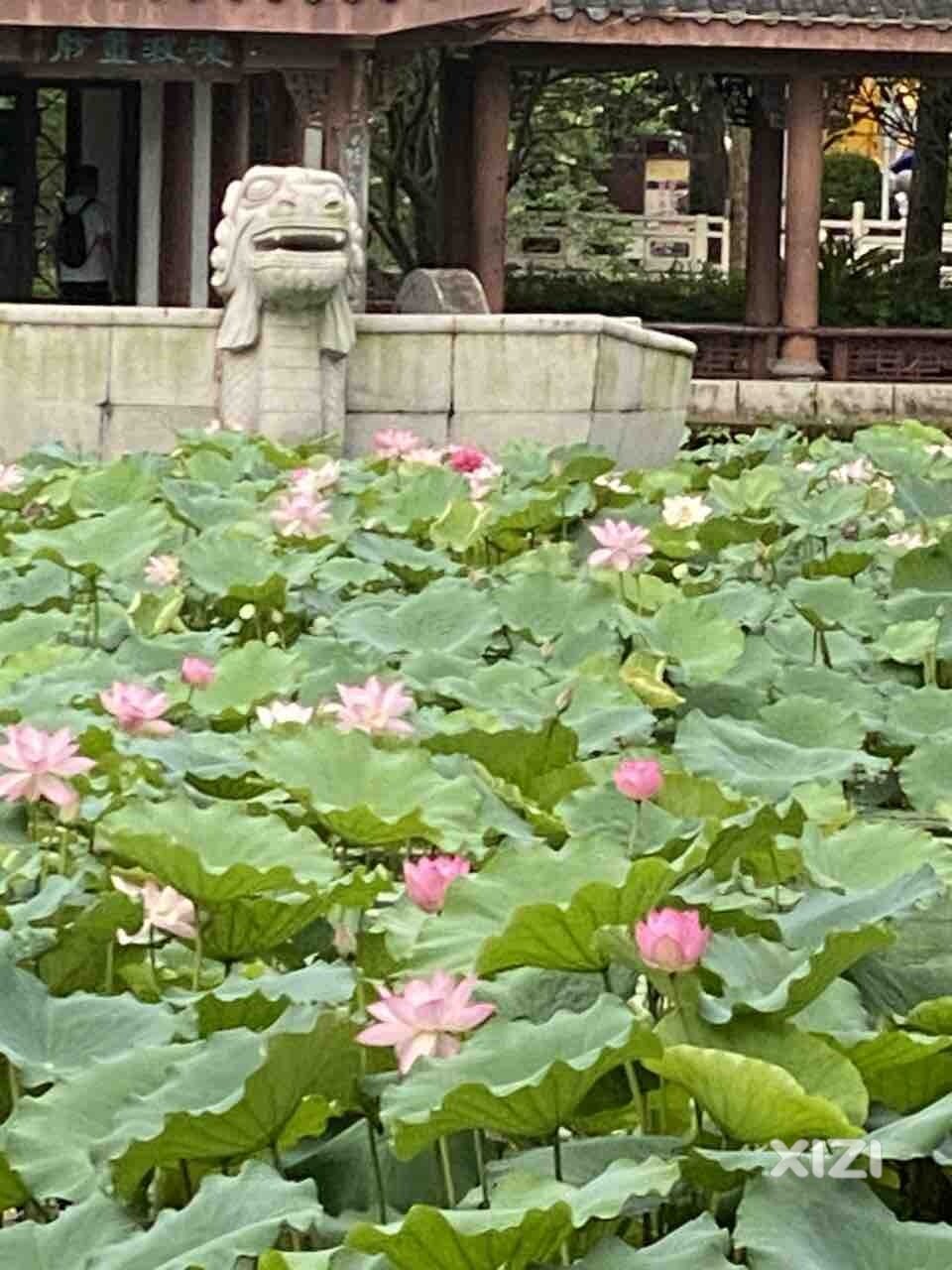 今年西湖的荷花太差劲