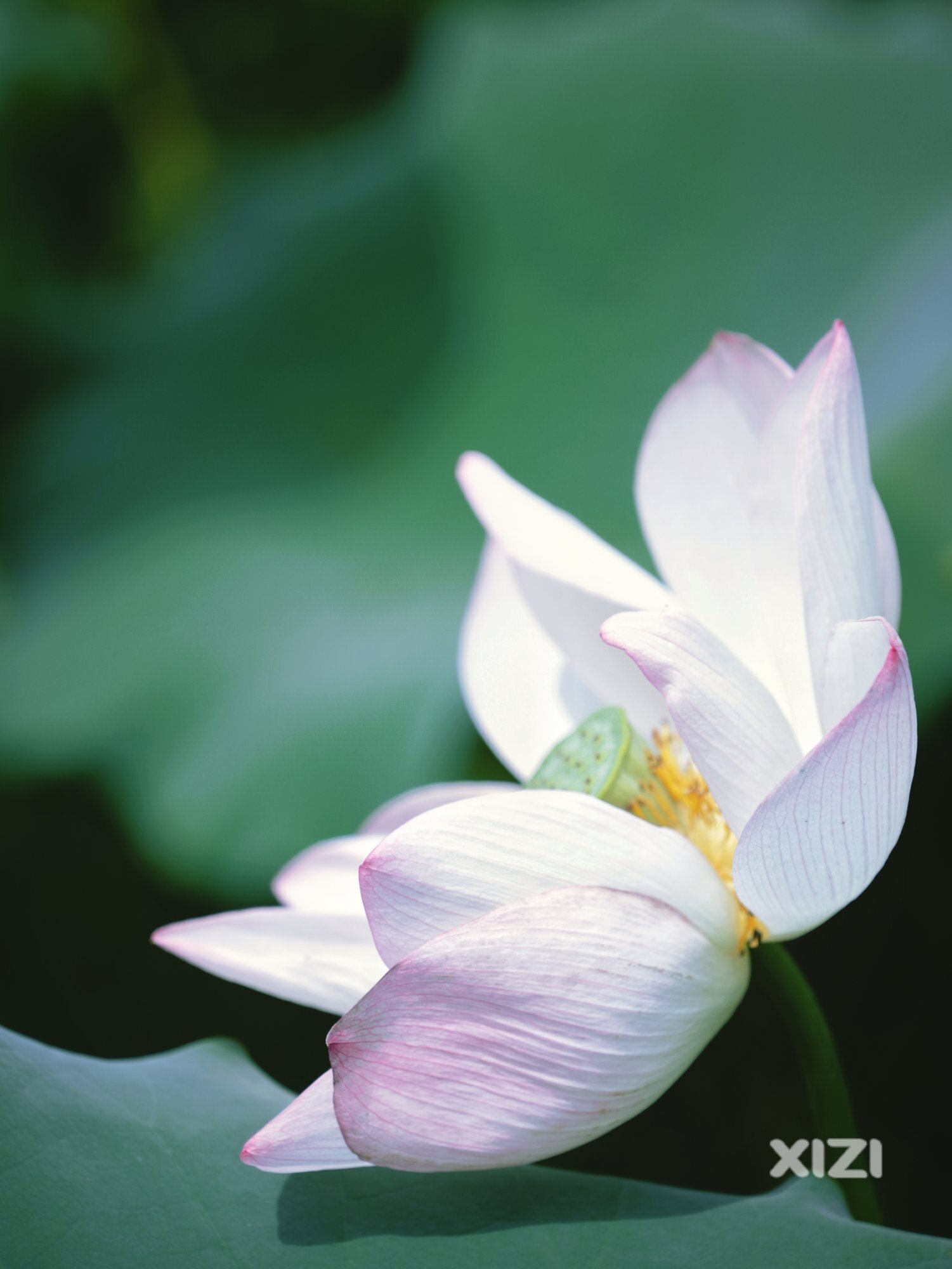 西湖丰渚园荷花