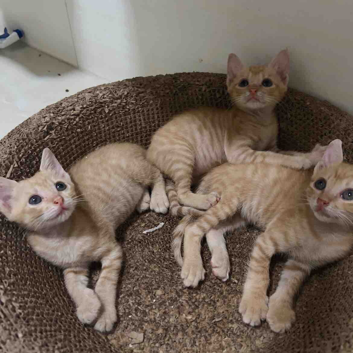 小橘猫找主人