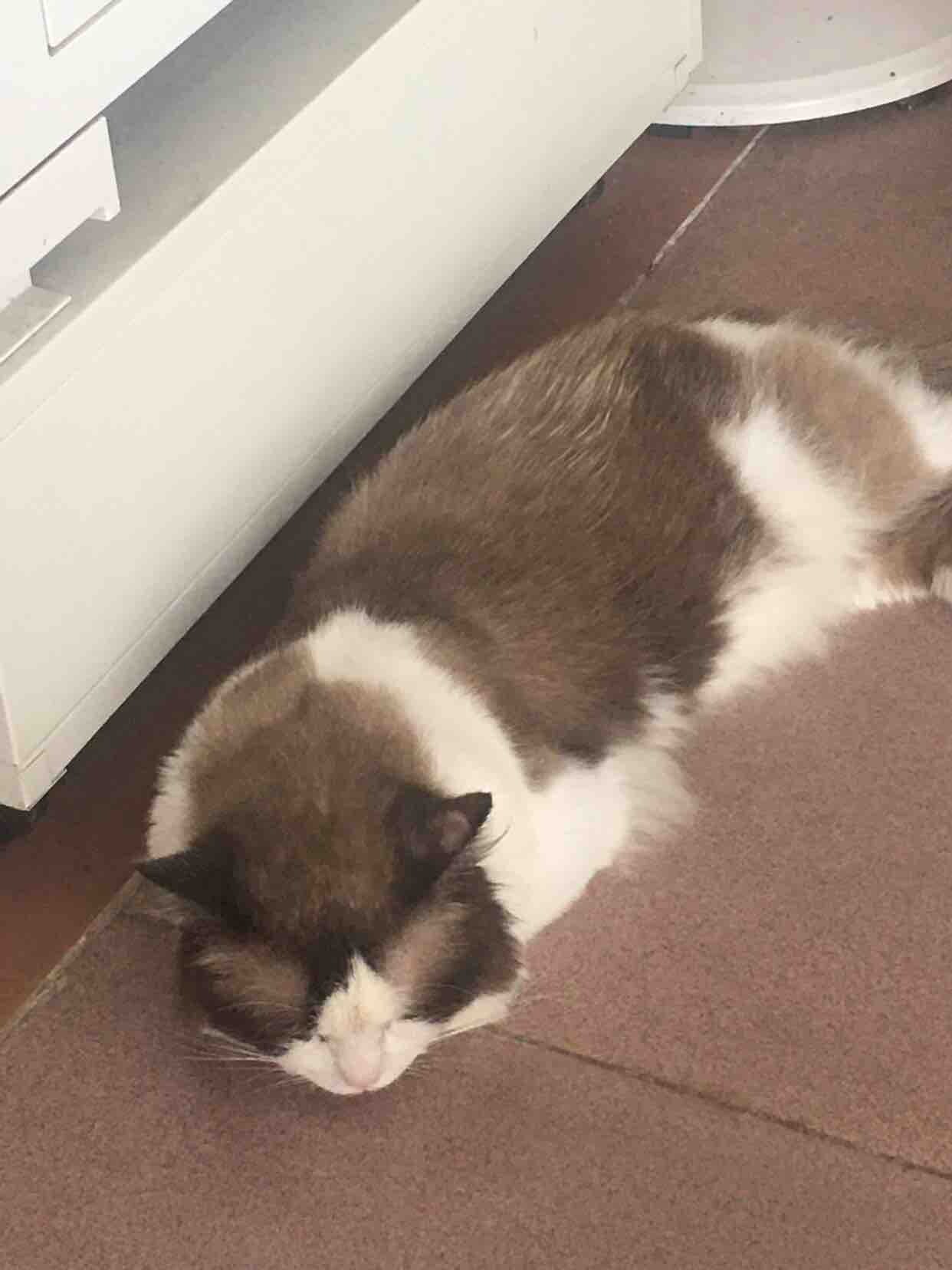 免费领取猫咪