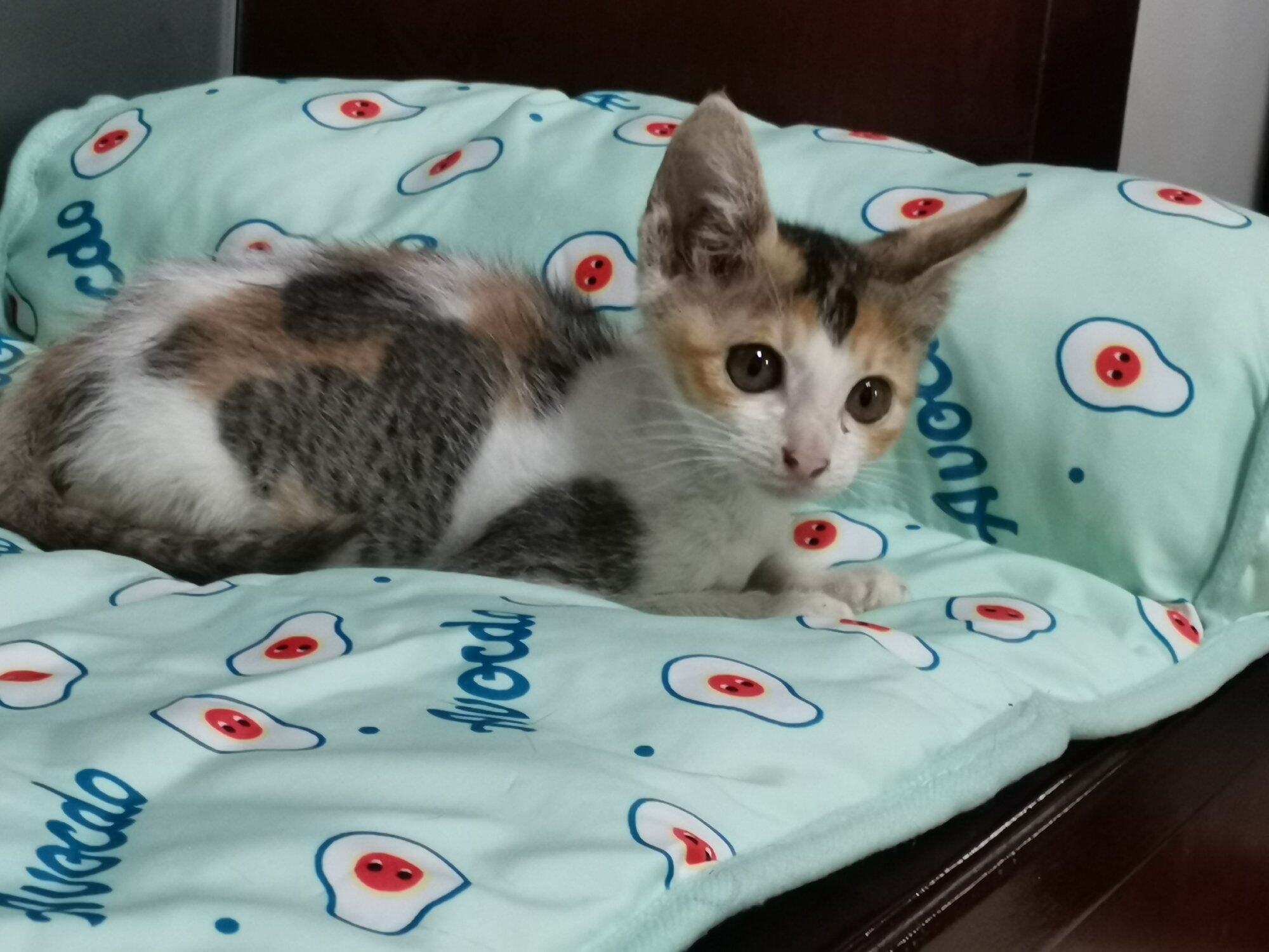 可爱小三花妹妹找家长