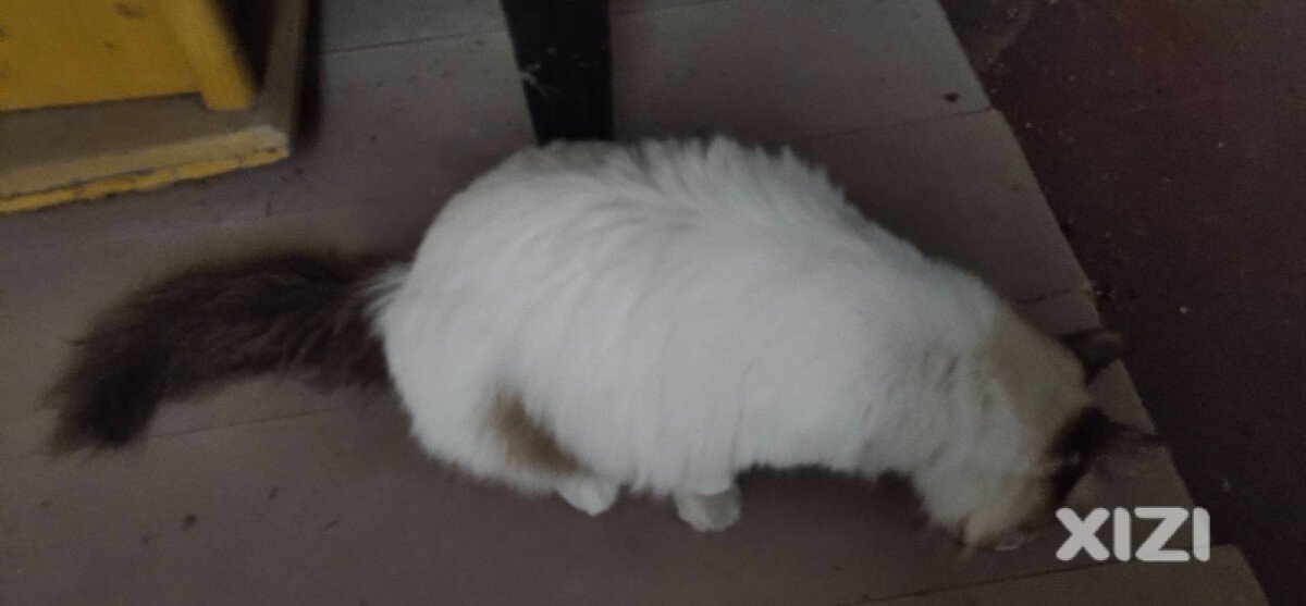 ***************谁家丢了布偶猫？快来认领*************