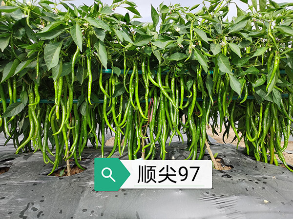 秋季辣椒的种植技术