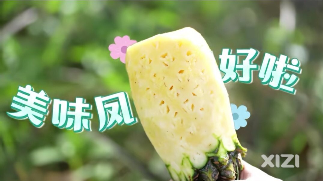 惠东凤梨即菠萝种类分布汇总。惠州最多种植面积和种类的是惠东。