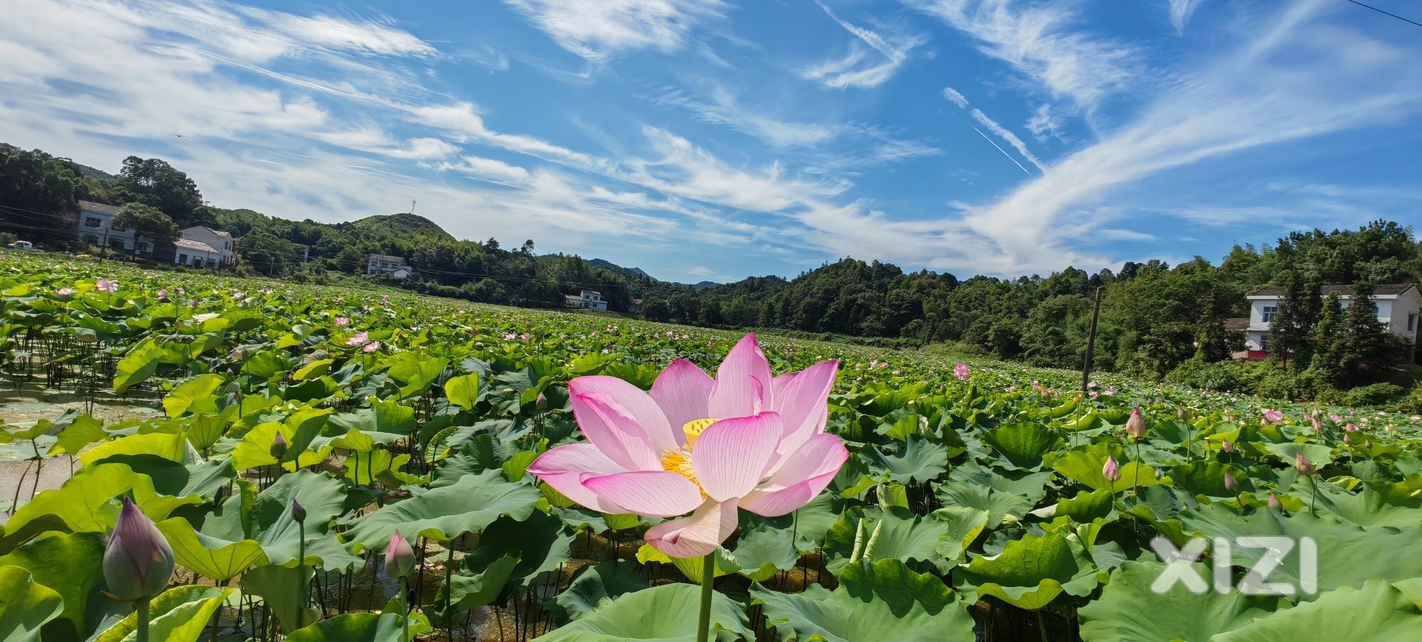 周末赏荷
