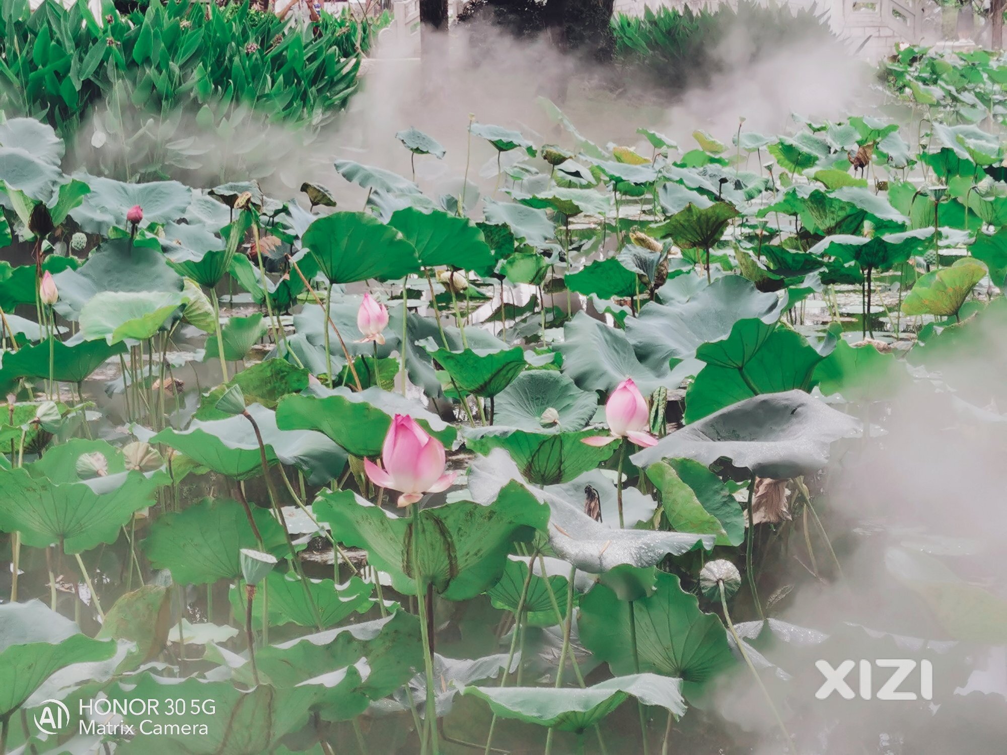 是否认得，曾经的网红赏花打卡地！
