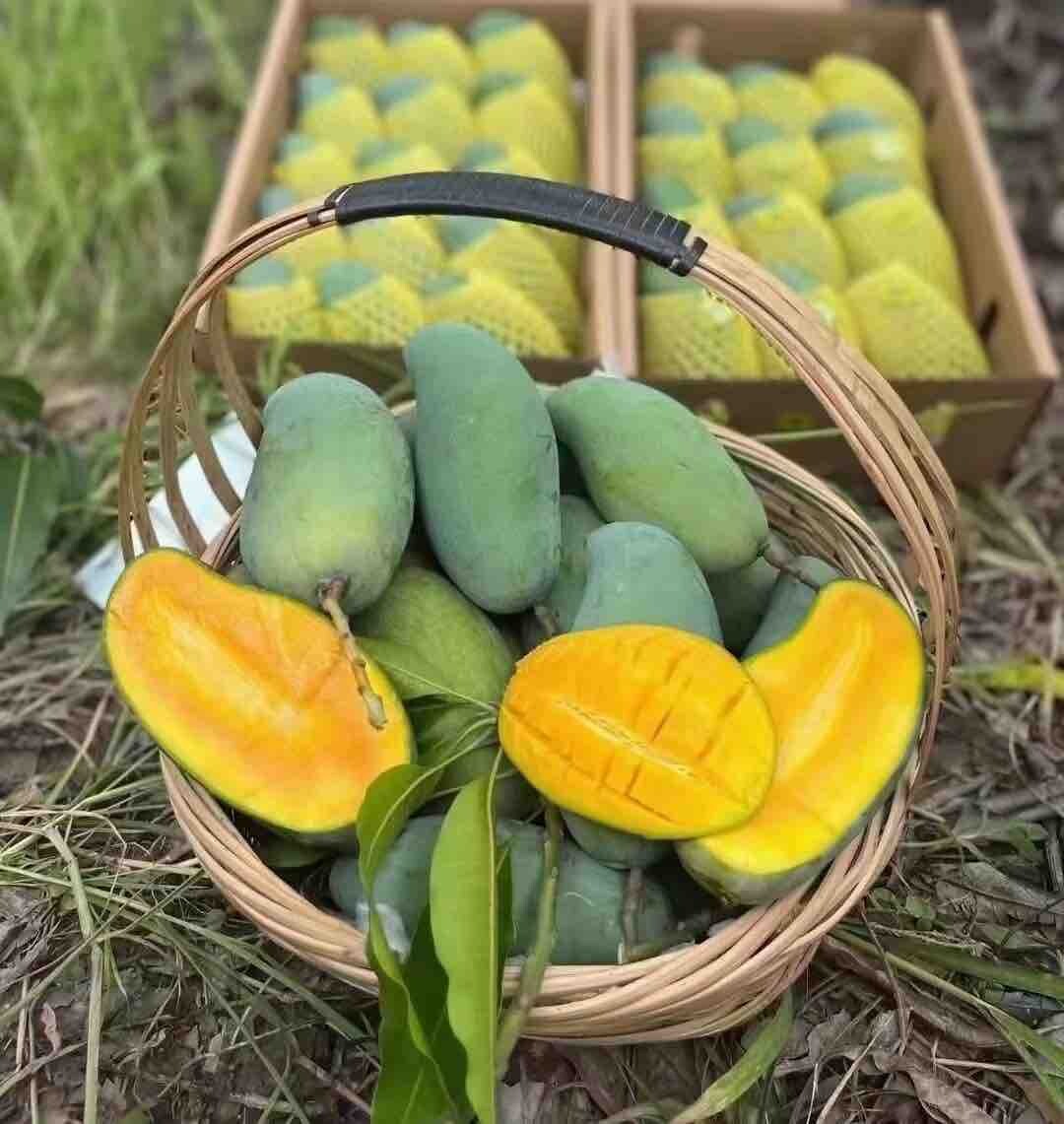 又是一年采购桂味（芒果）季