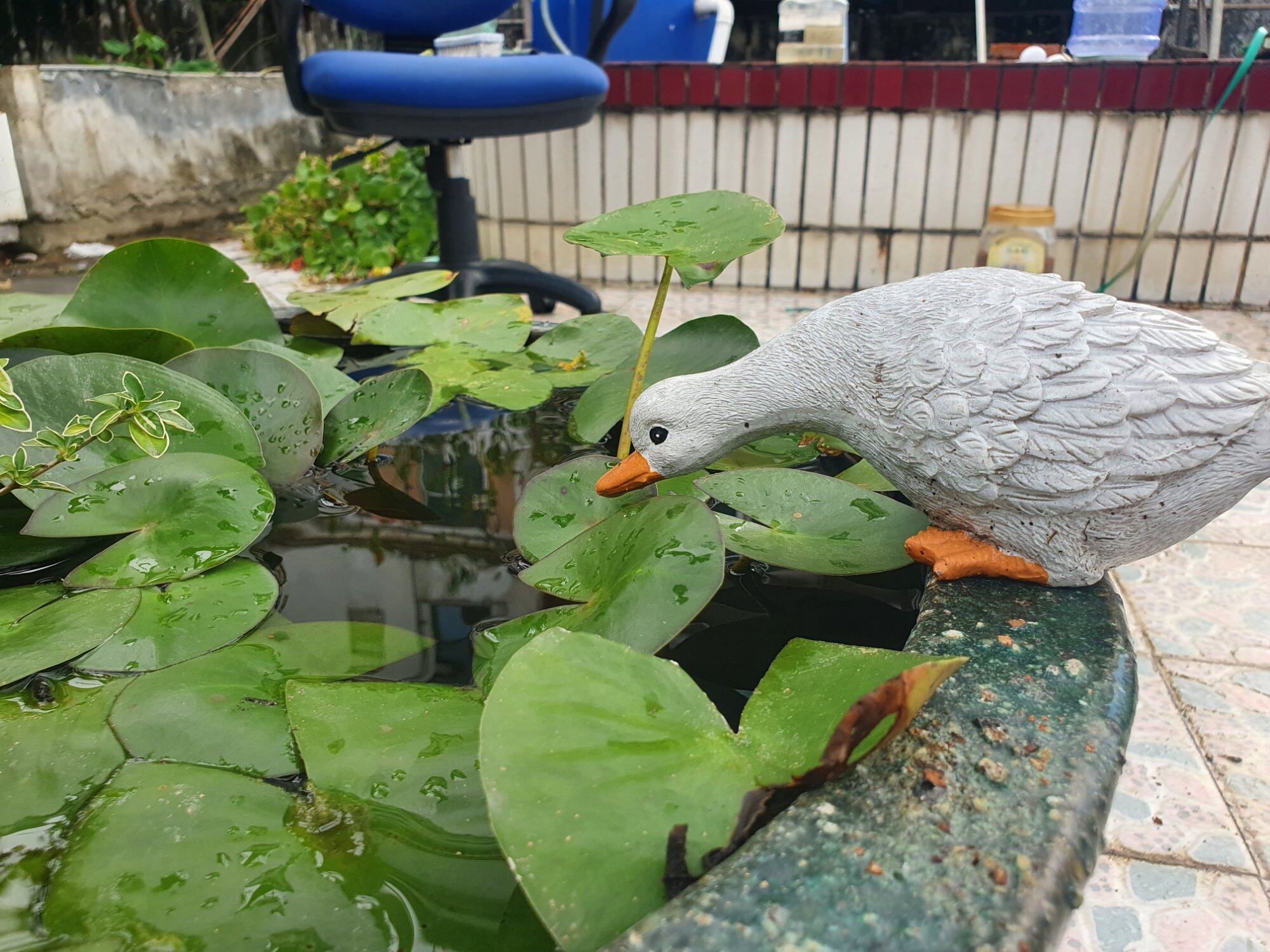 雨后
