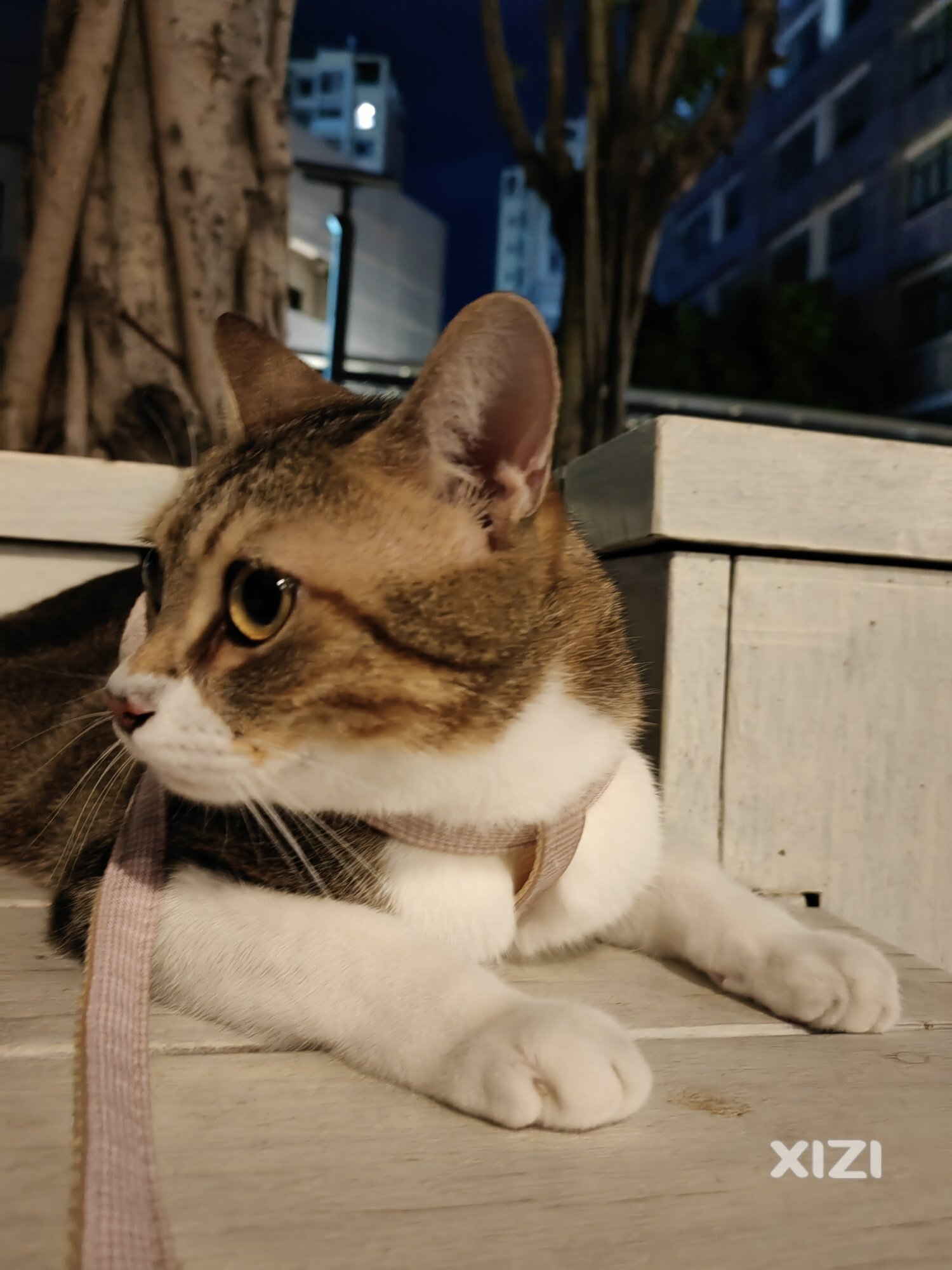 猫咪领养