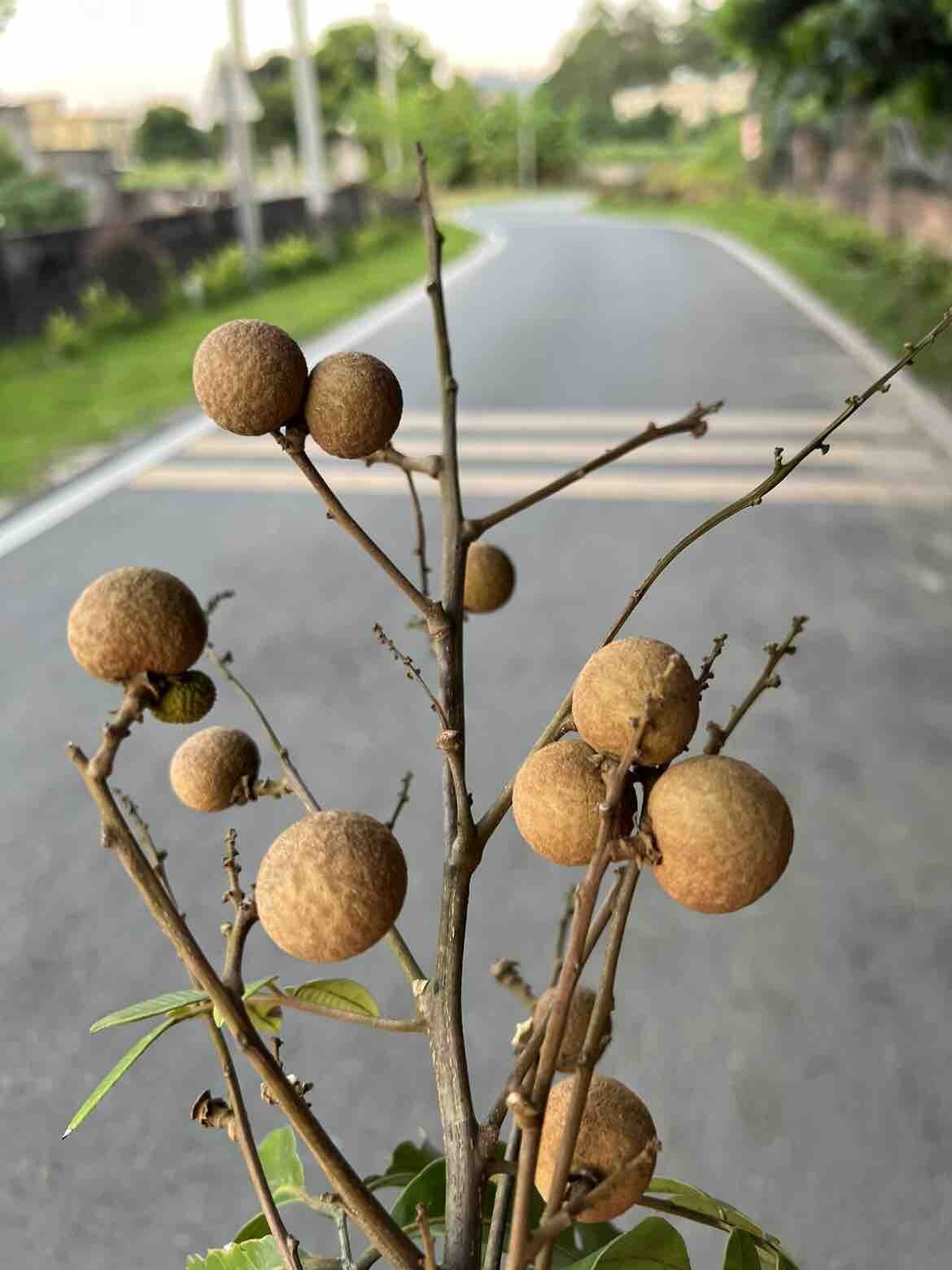饭后散步尝了一下龙眼