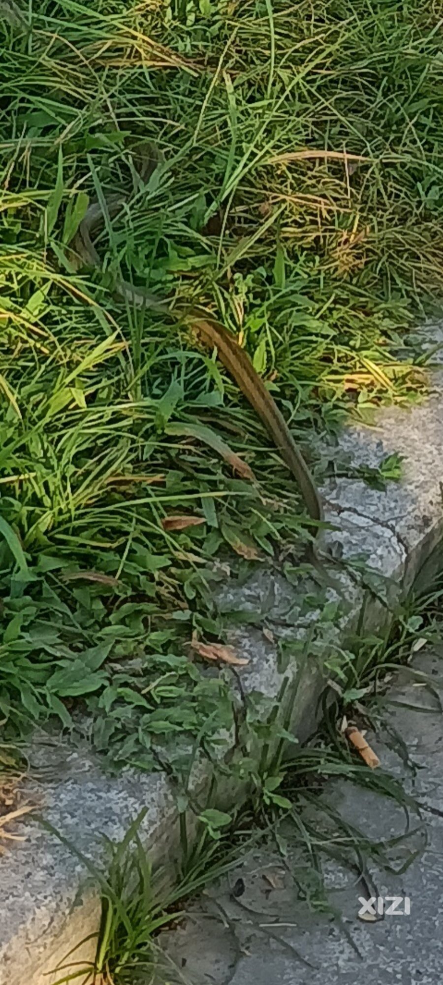 蛇出泥晒太阳！大家散步注意安全哈