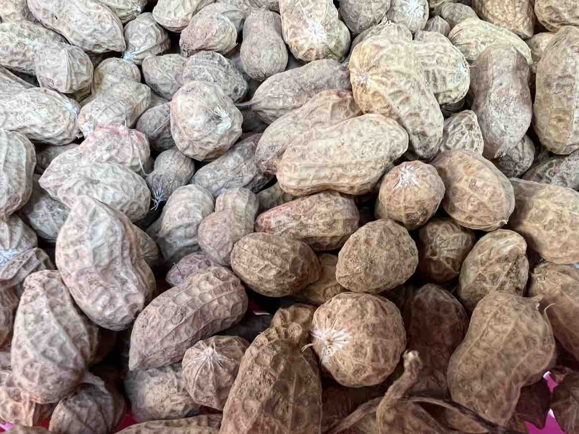 花生可以拔了，只是这