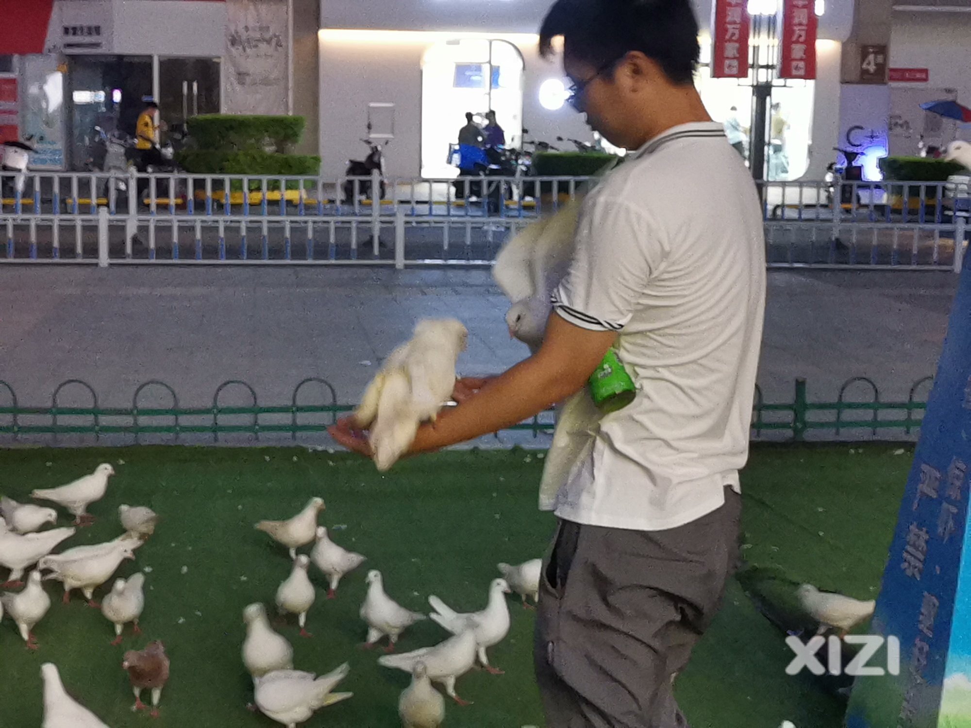 鸽。饥饿状态下的亲和
