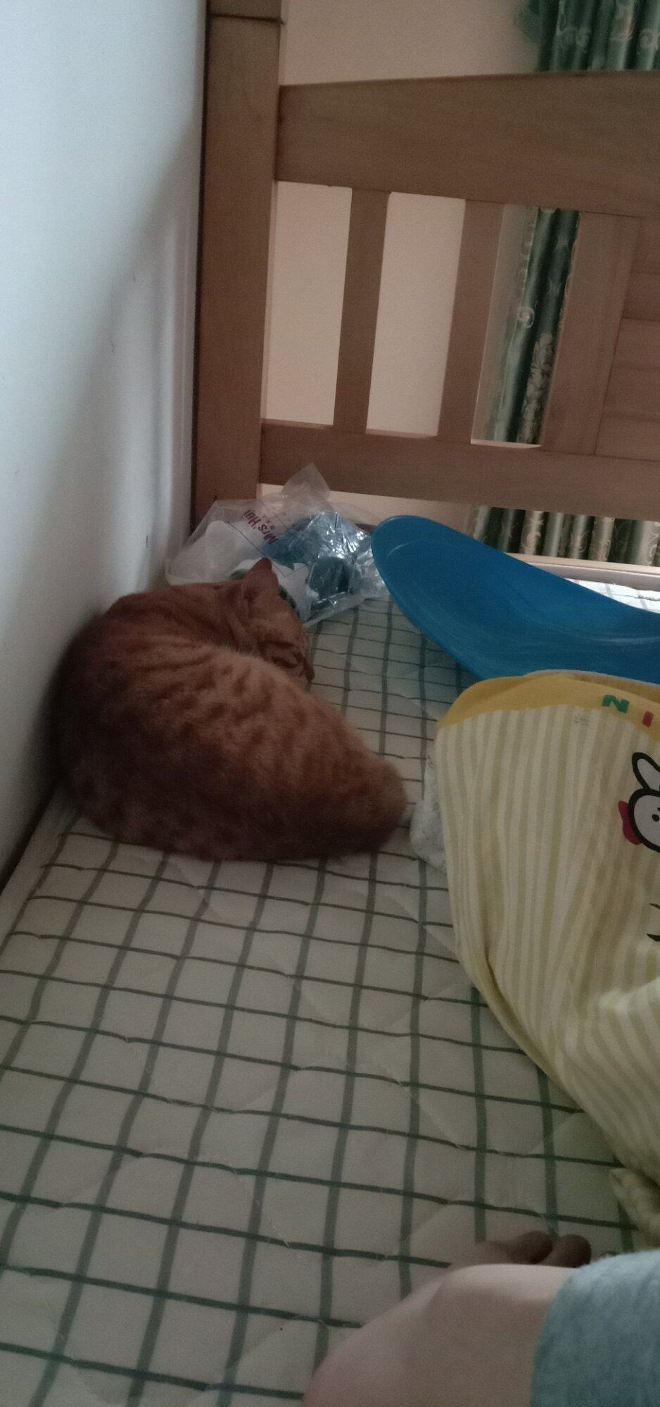 有人见过这只猫吗