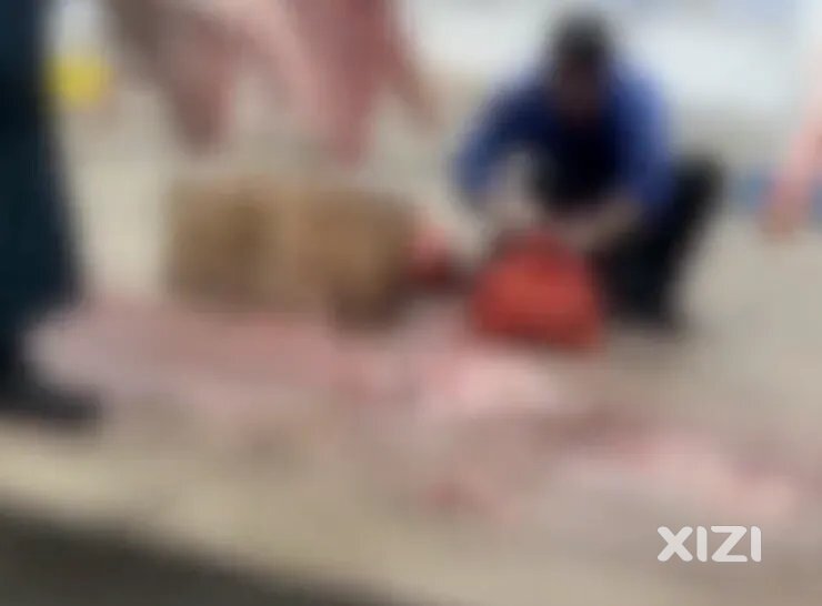 博罗屠宰场三缐肉涉事厂长后台就是硬！