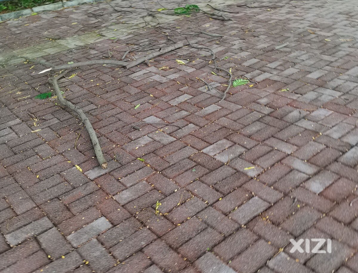 风雨后，一地
