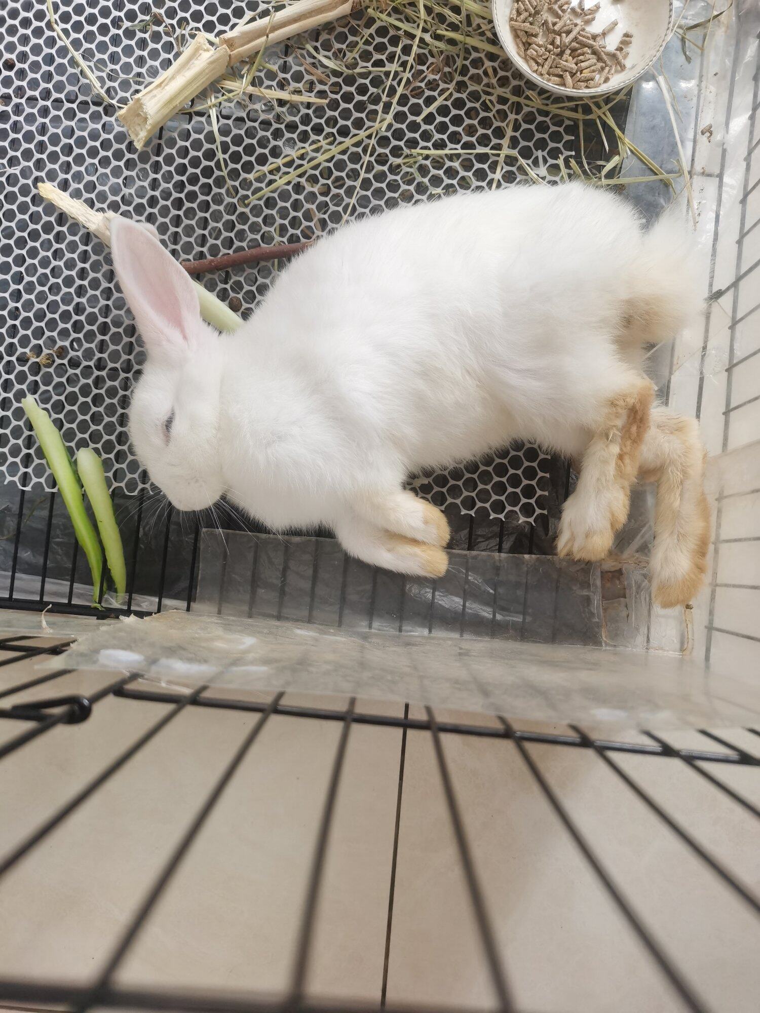 睡着的兔子，睡姿不拘