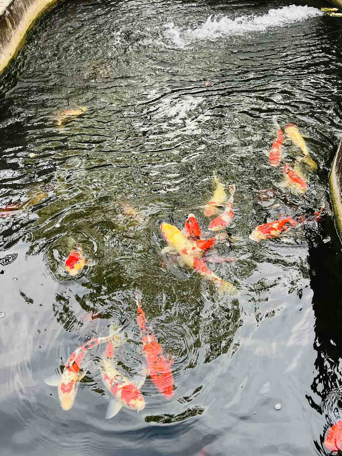 团圆