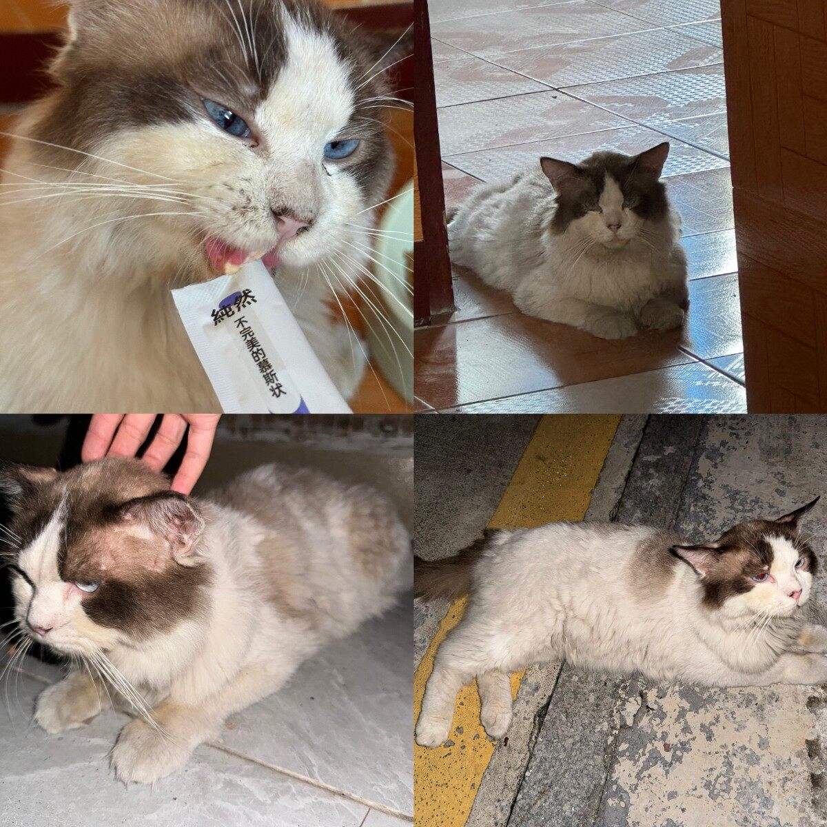 免费领养布偶猫（公），不知是流浪还是走失的，一个星期了，没找到主人