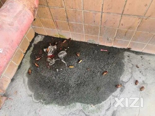 你看见蟑螂会一脚踩扁它吗