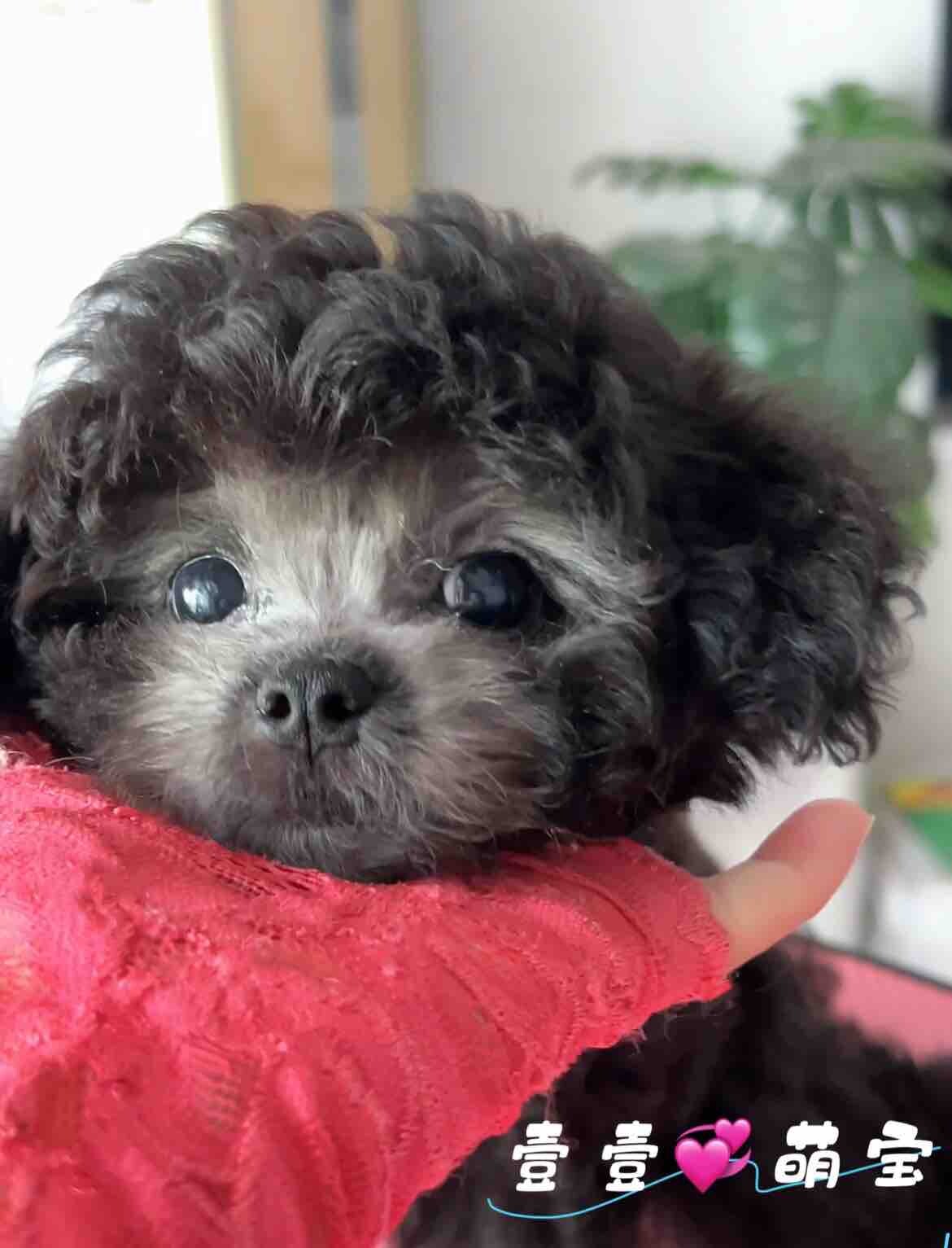家养茶杯灰泰迪找新家