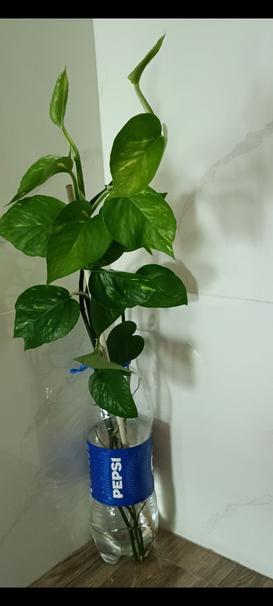 点缀一下！