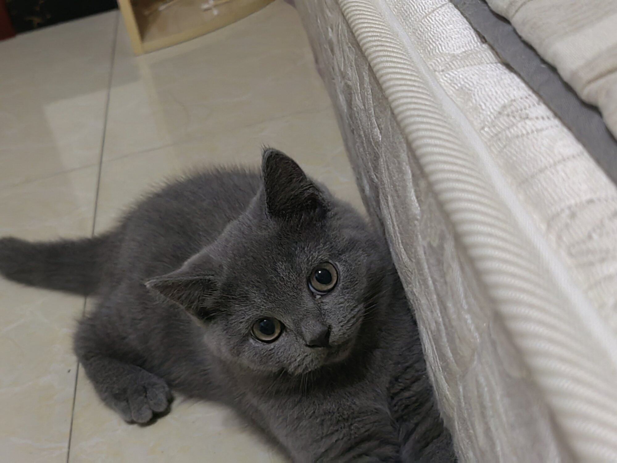 一岁大蓝猫，母猫，红