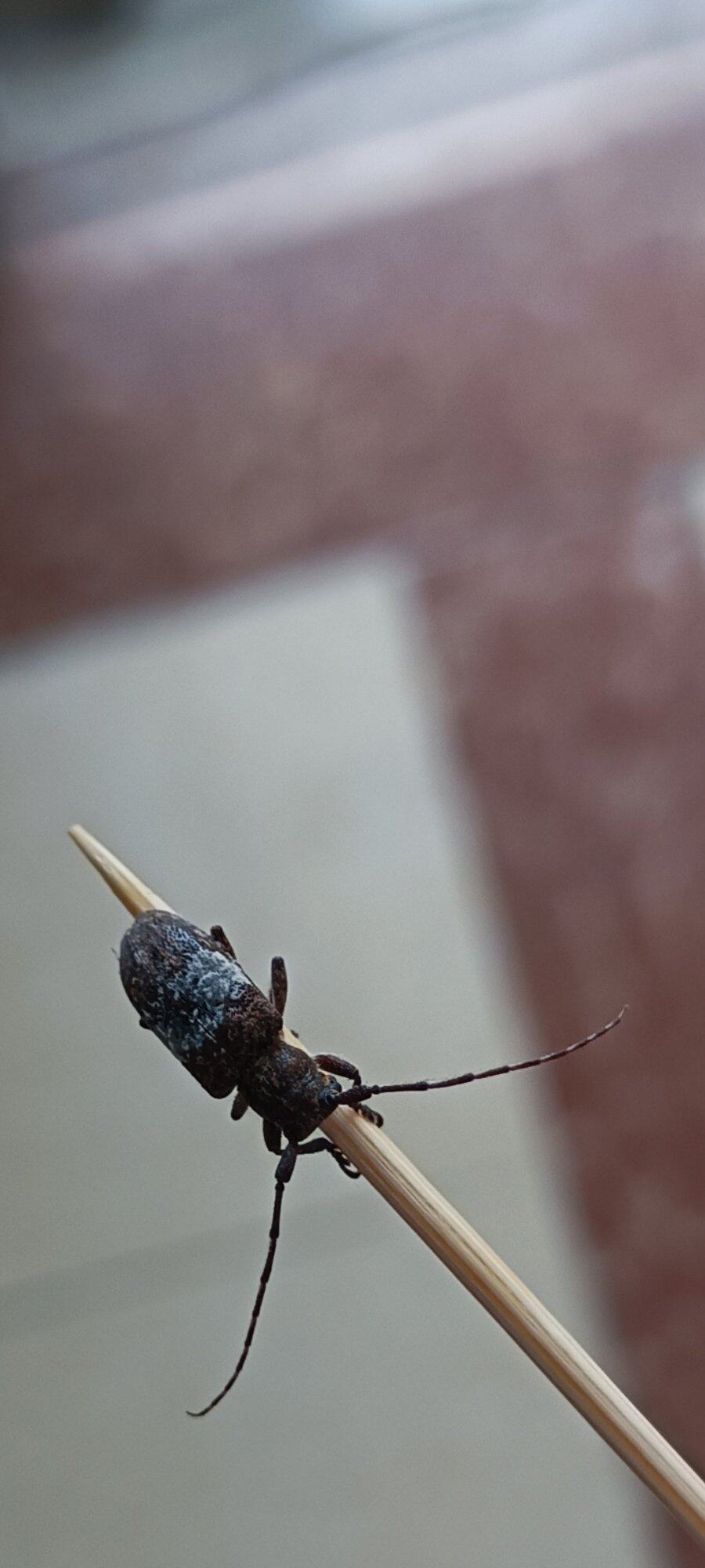 水牛牯