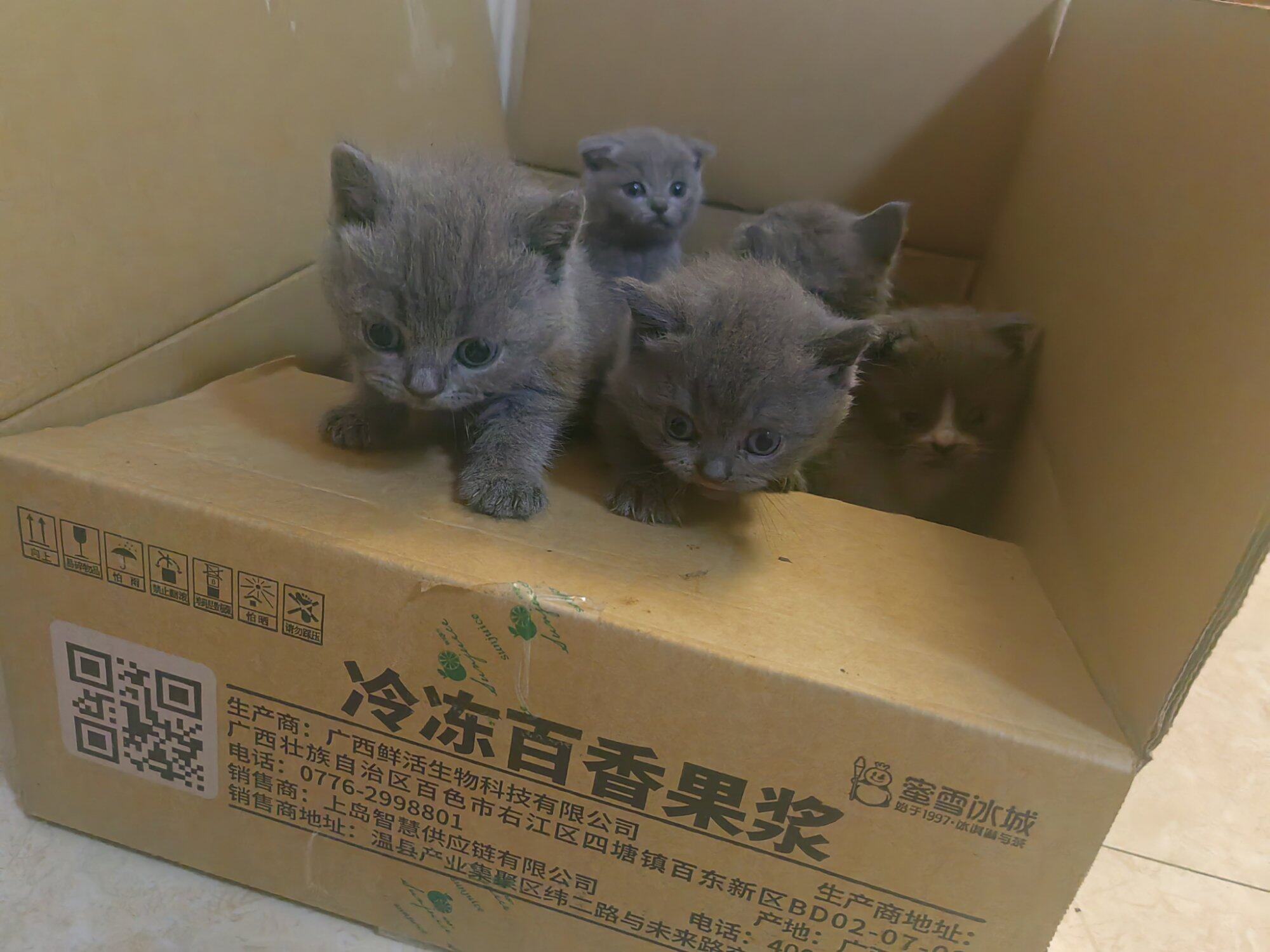小蓝猫找家长，红包领