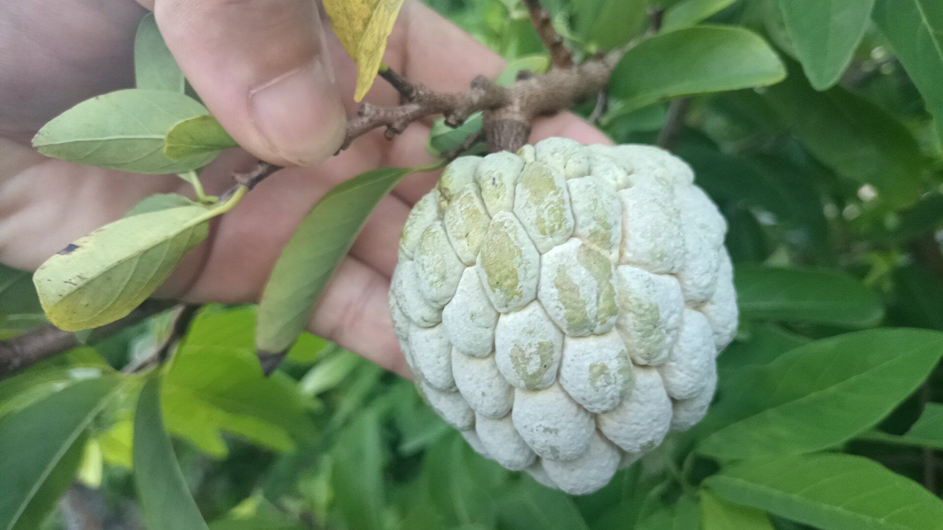 释迦果