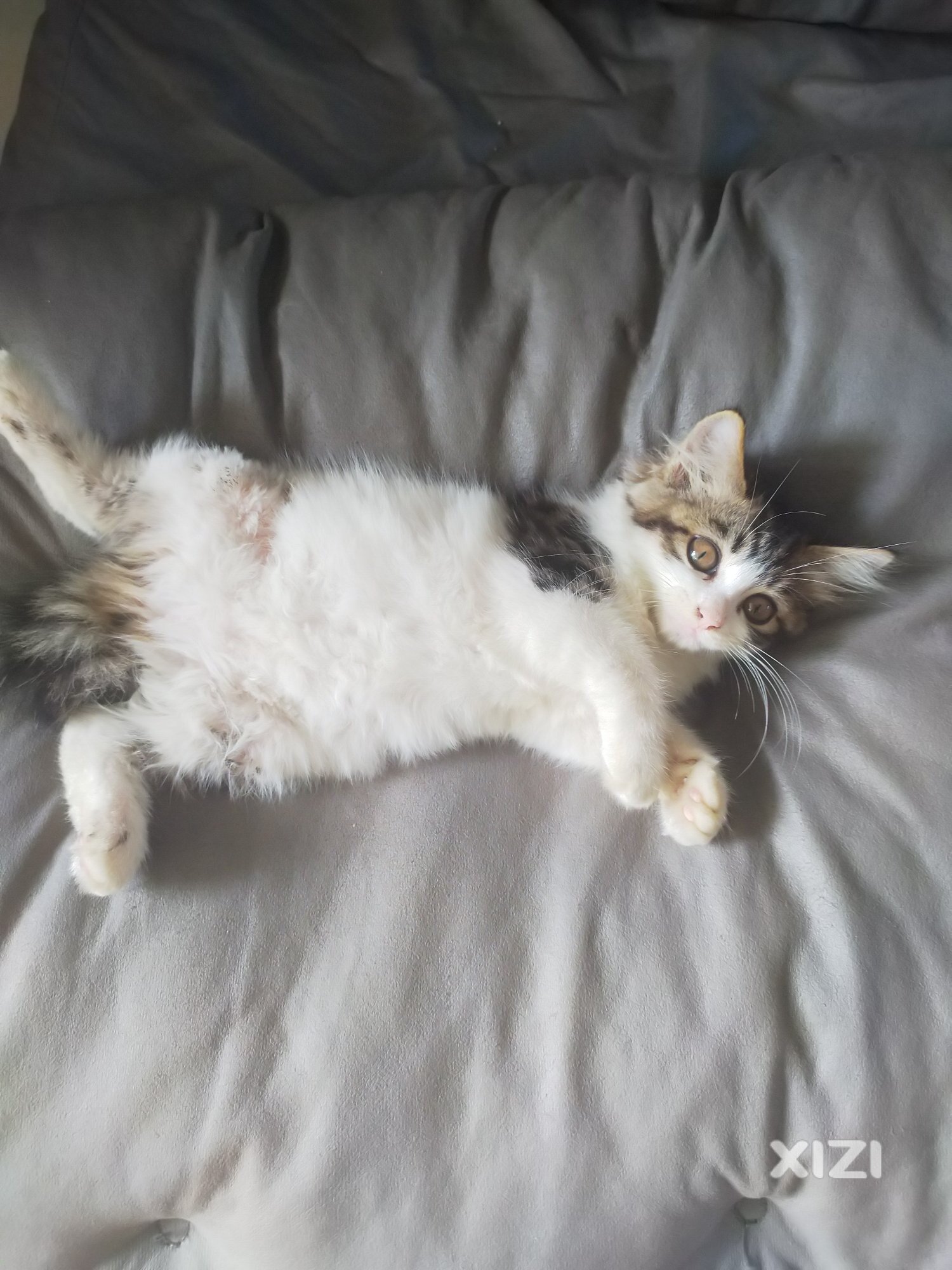 想收养白绒绒的小猫仔进来看看